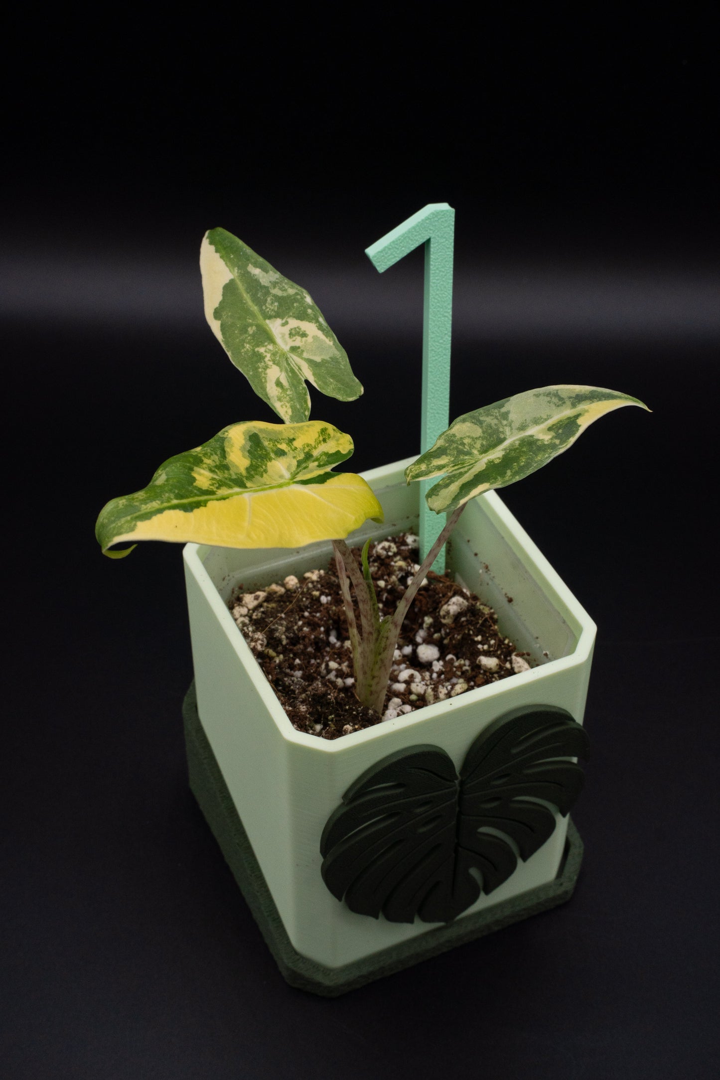 Alocasia Sarian Aurea Babypflanze aus Rhizom