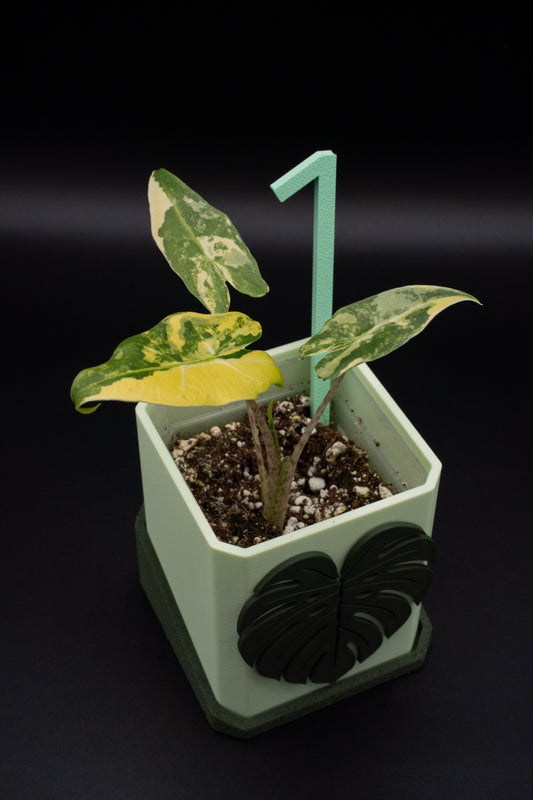Alocasia Sarian Aurea Babypflanze aus Rhizom