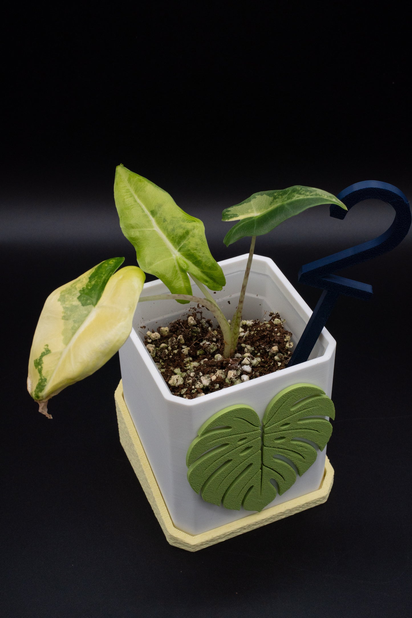 Alocasia Sarian Aurea Babypflanze aus Rhizom