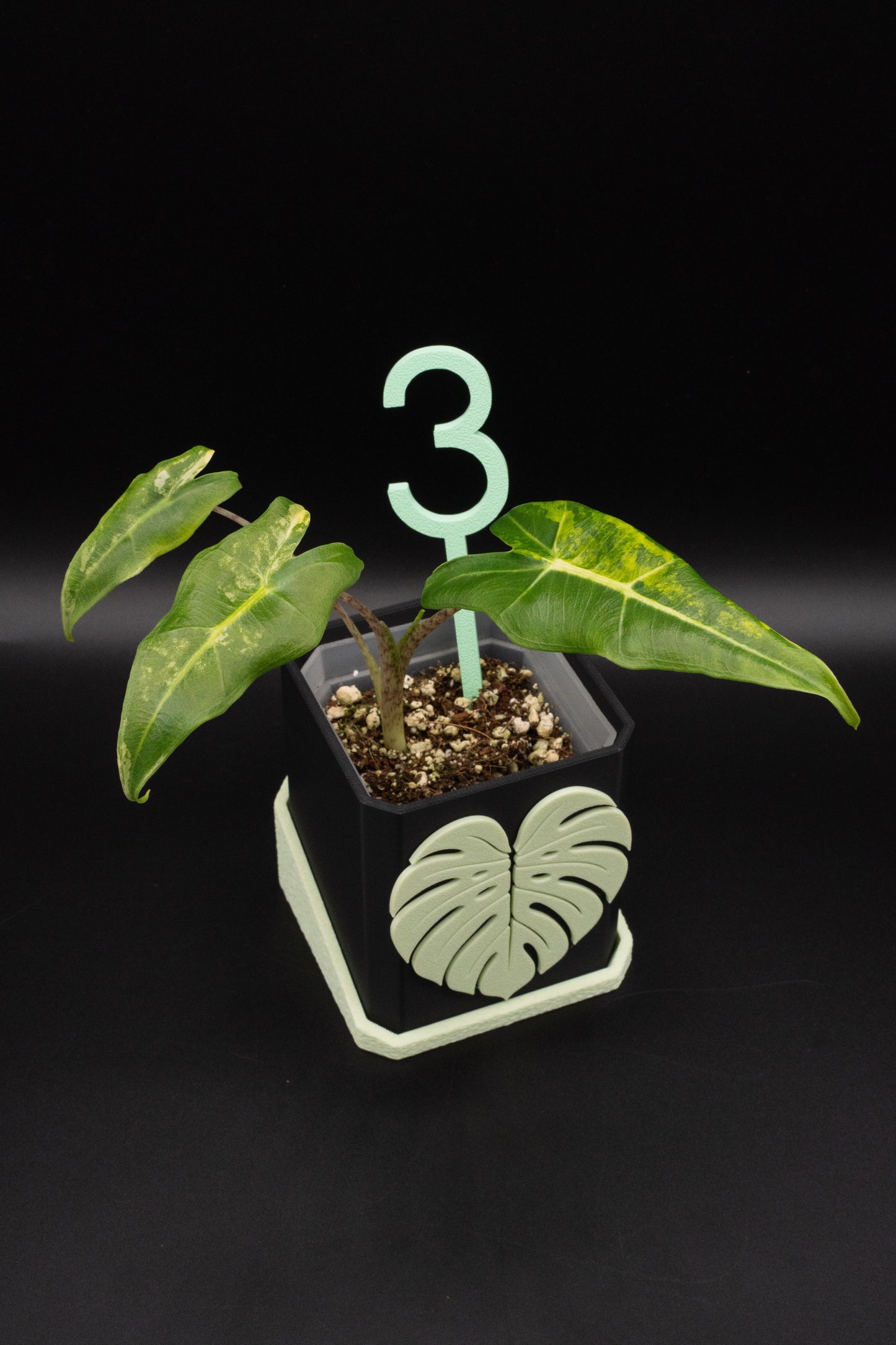 Alocasia Sarian Aurea Babypflanze aus Rhizom