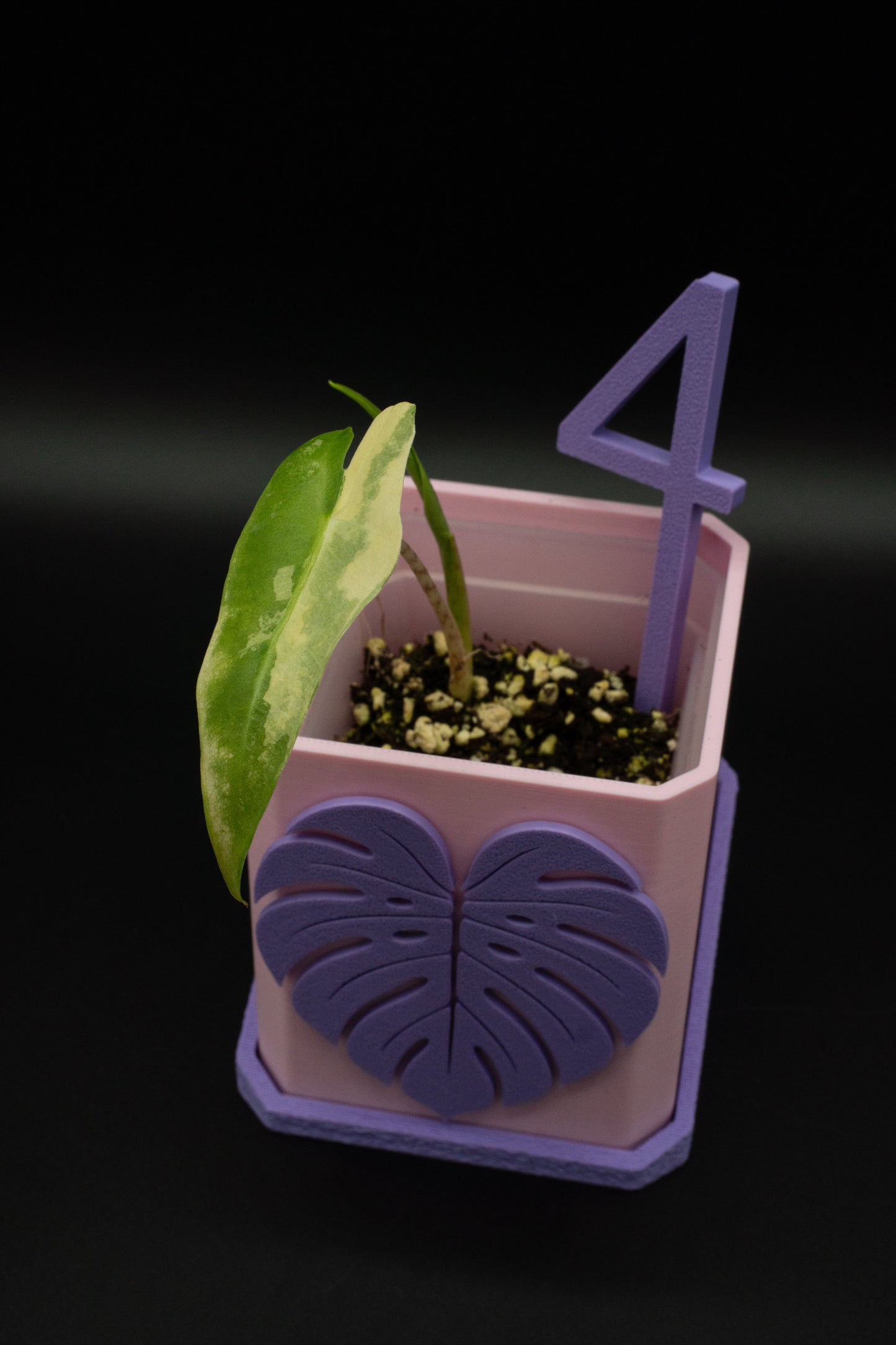 Alocasia Sarian Aurea Babypflanze aus Rhizom