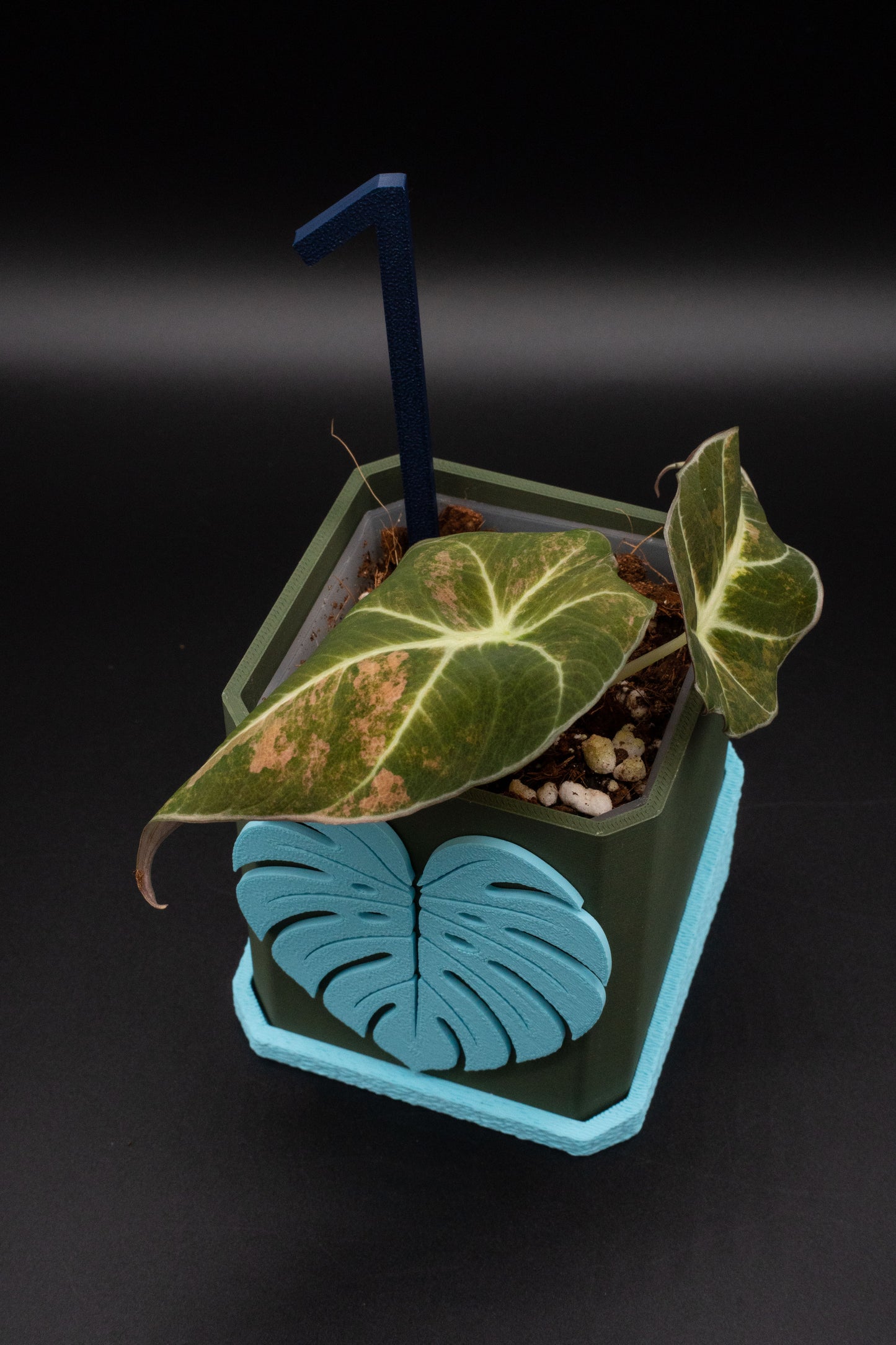 Alocasia Black Velvet Aurea Gold Variegata