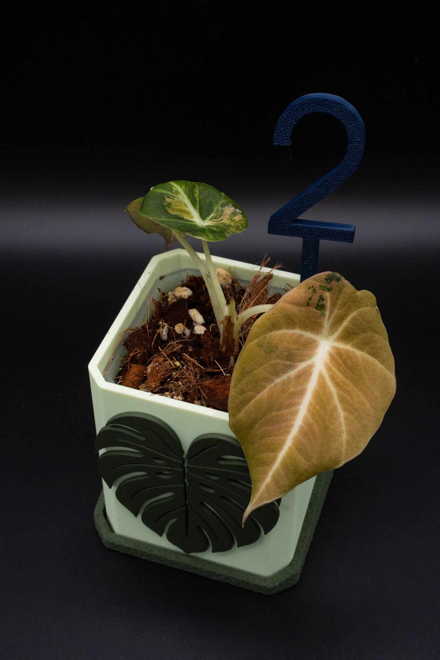 Alocasia Black Velvet Aurea Gold Variegata