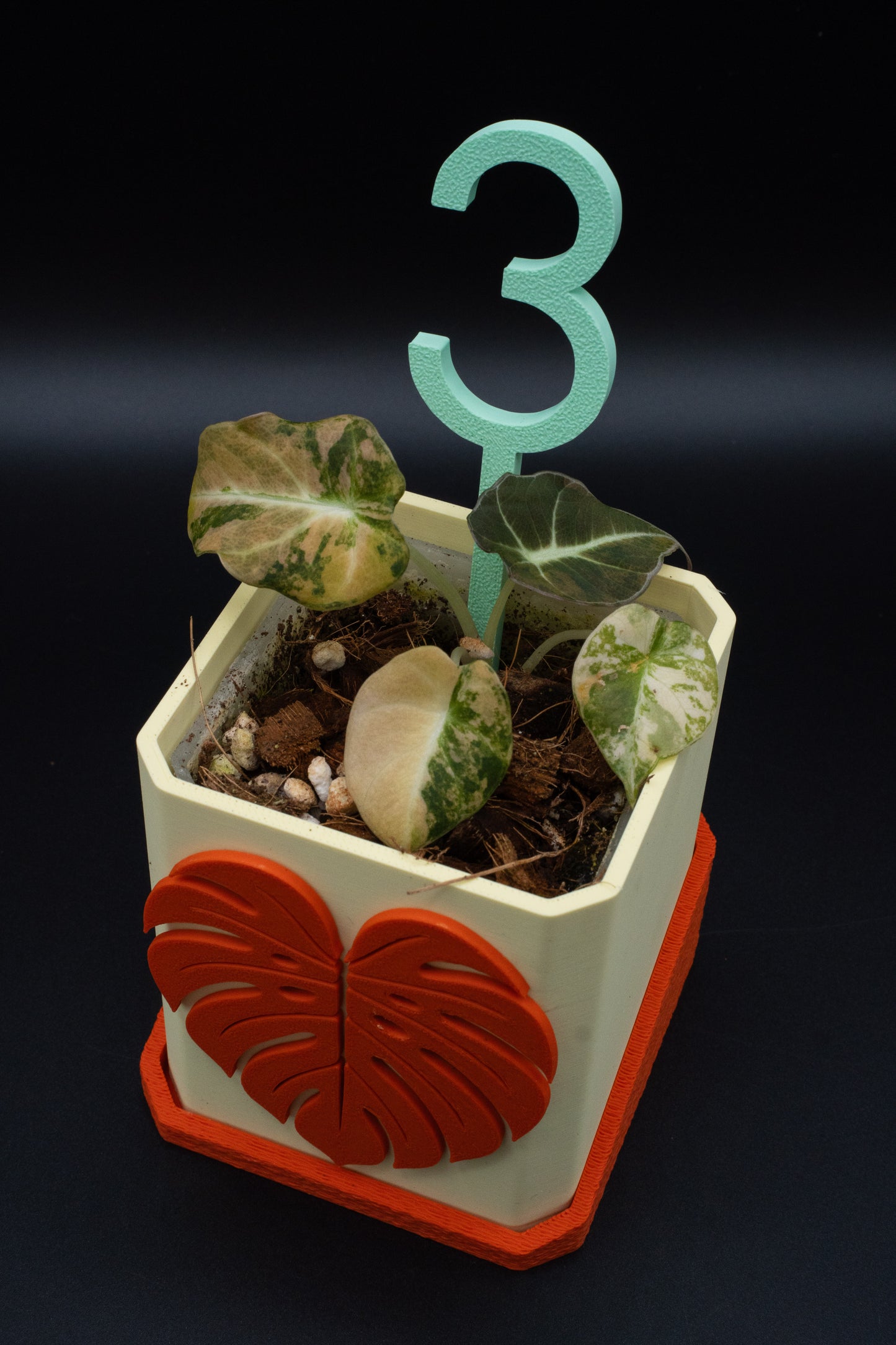 Alocasia Black Velvet Aurea Gold Variegata