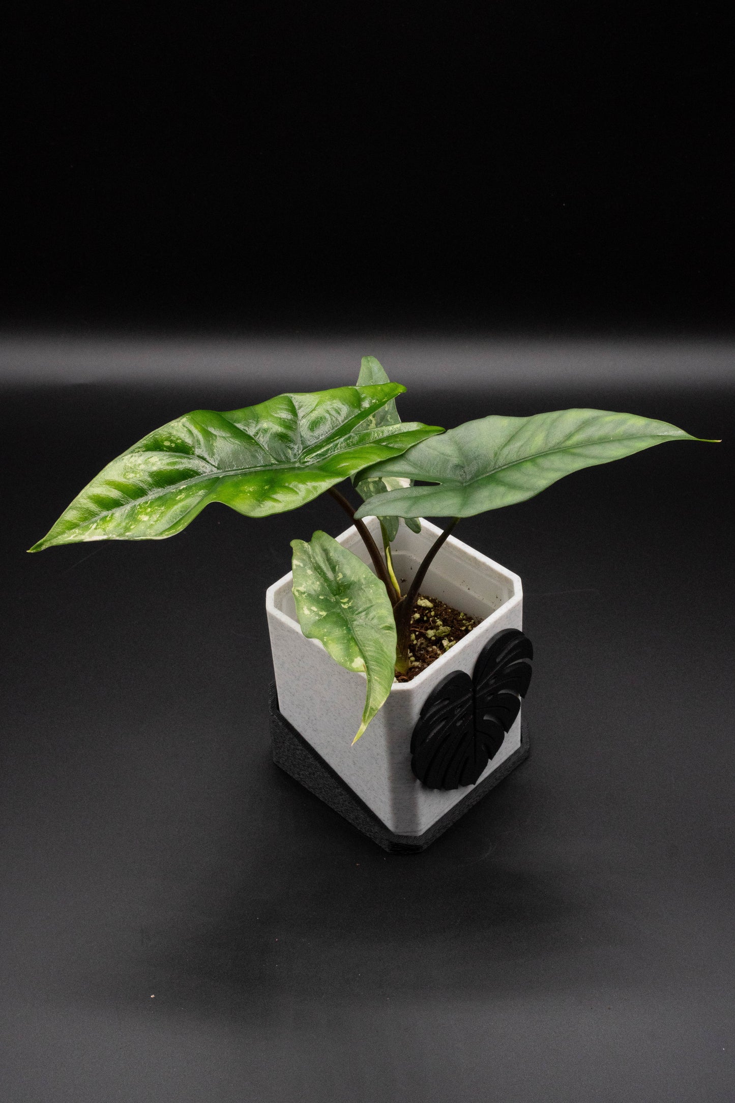 Alocasia Simpo Albo Variegata