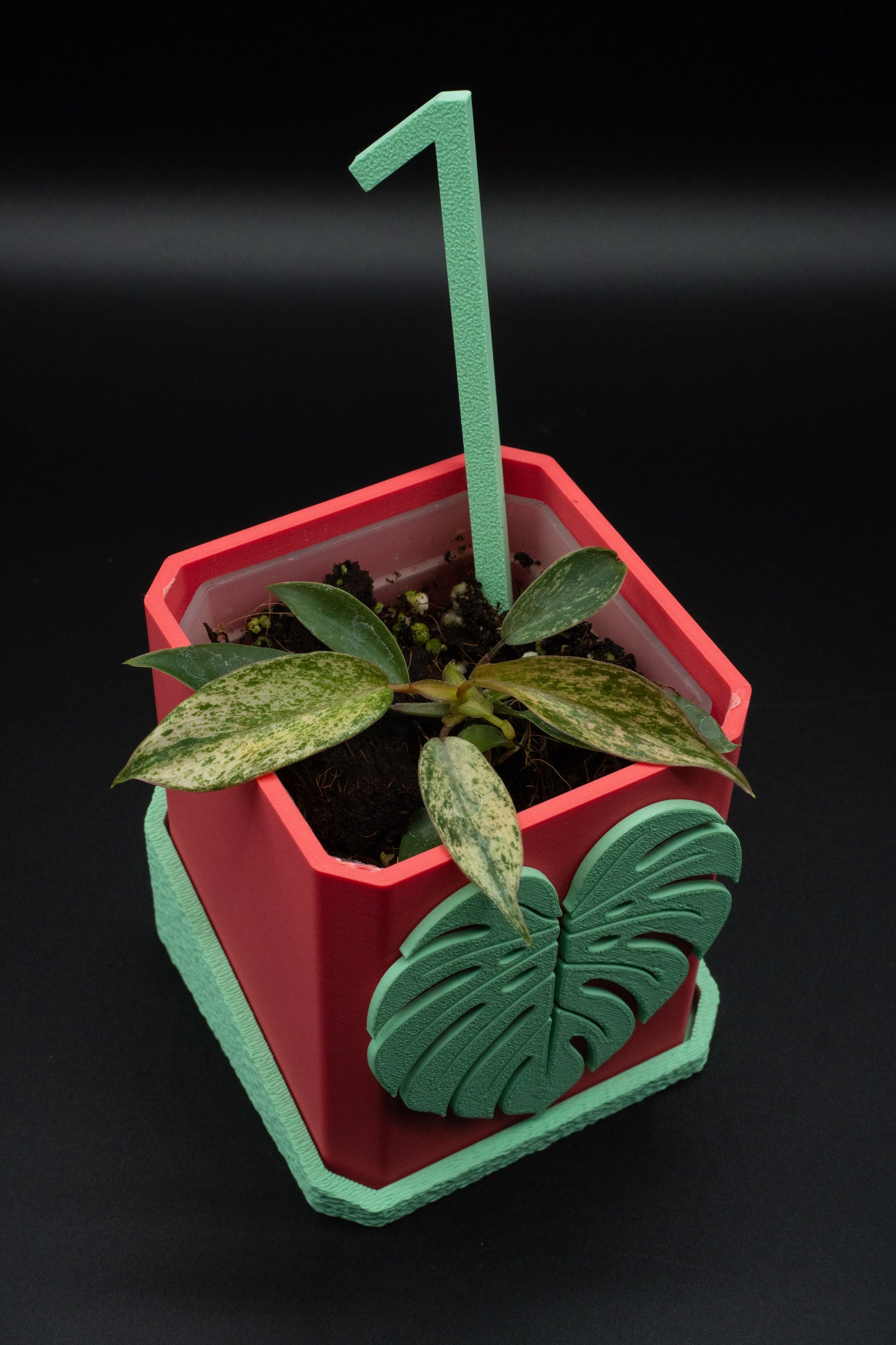 Philodendron Joepii Variegata