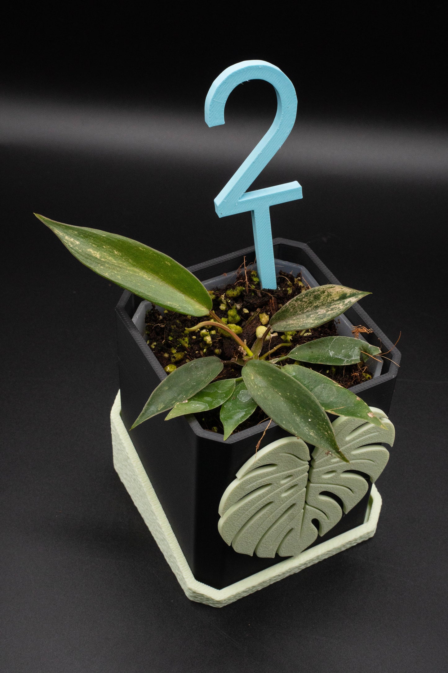 Philodendron Joepii Variegata