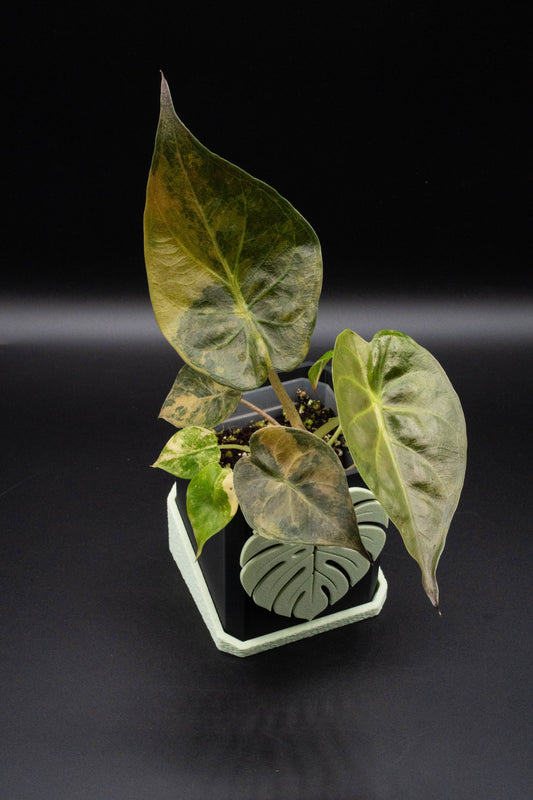 Alocasia Wentii Sunset Aurea Variegata