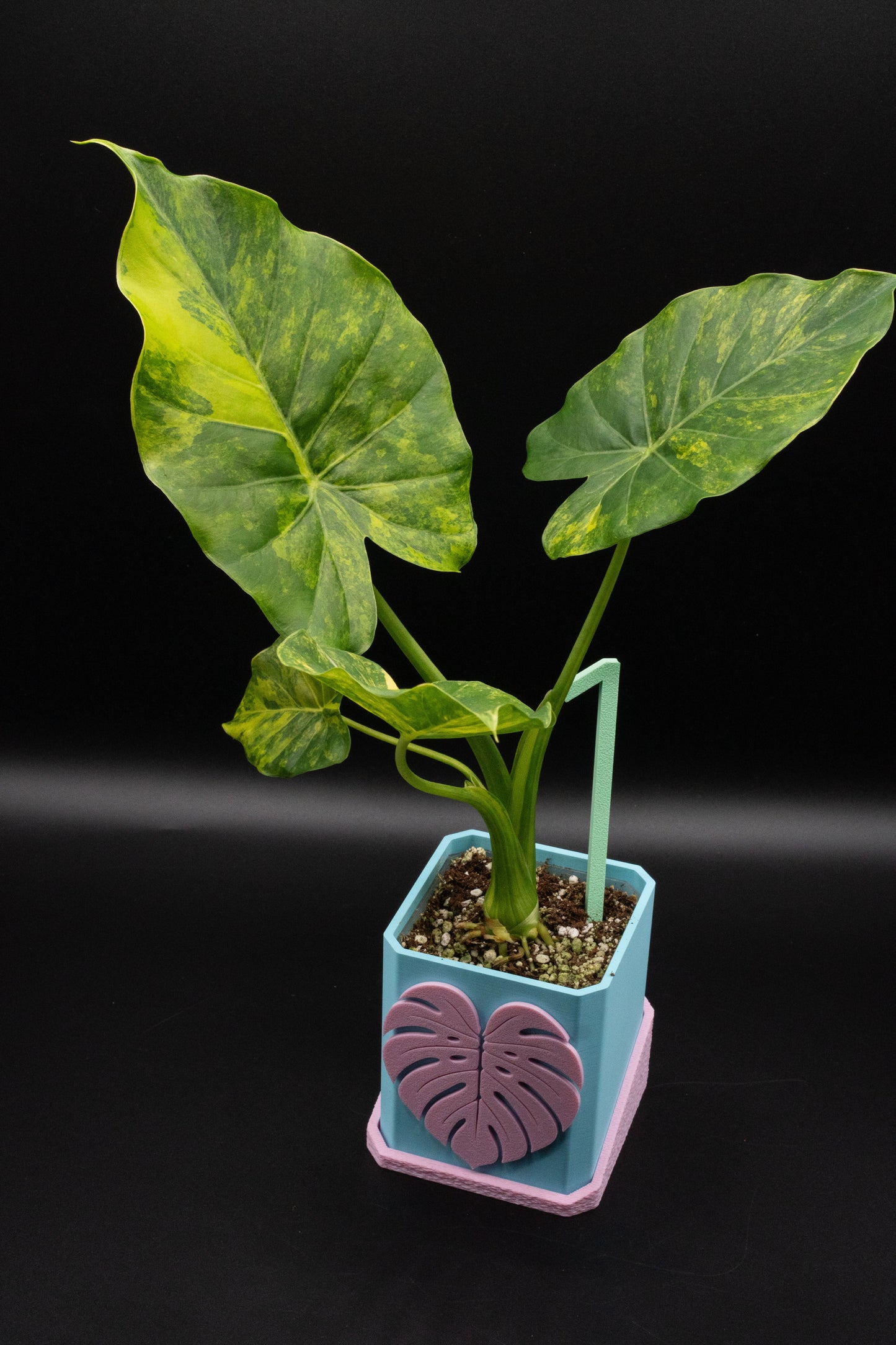 Alocasia Gageana Aurea Variegata M