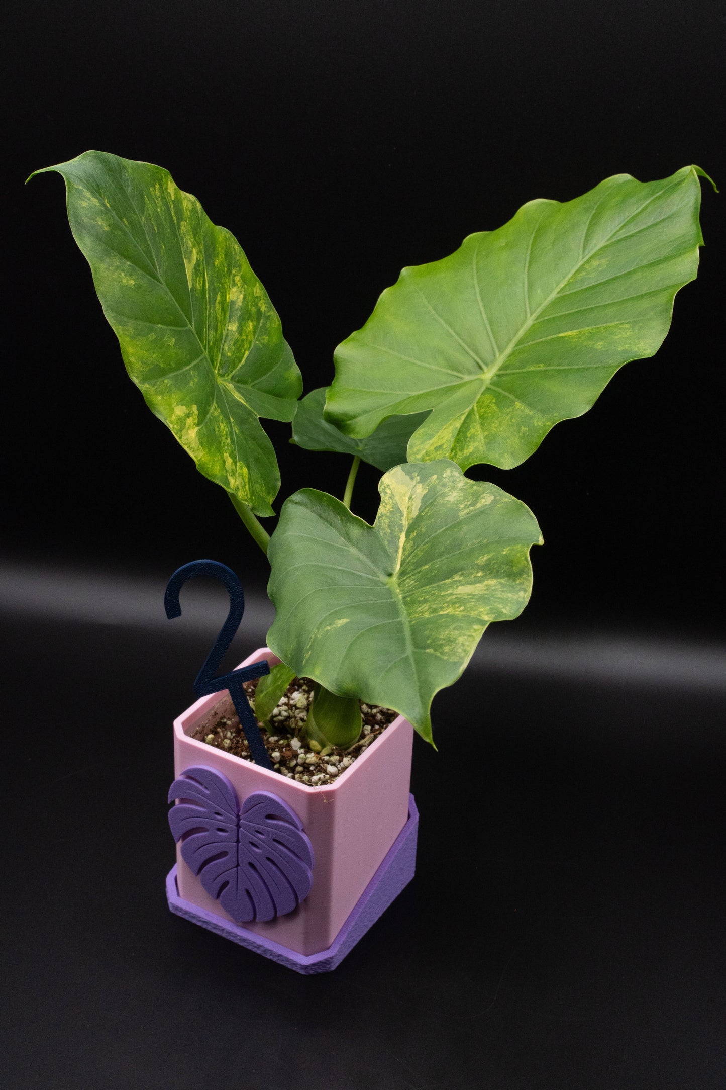 Alocasia Gageana Aurea Variegata M