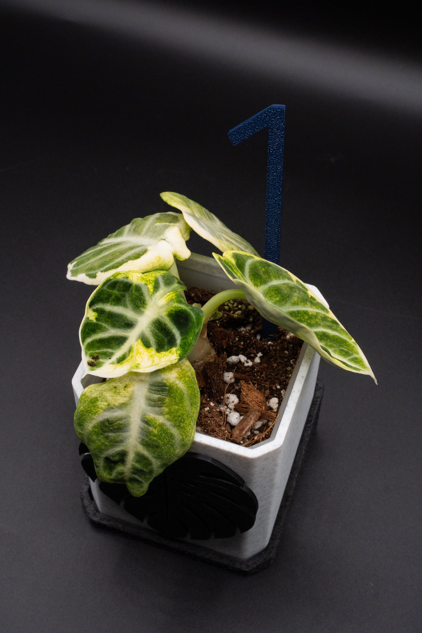 Alocasia Ninja Albo Variegata