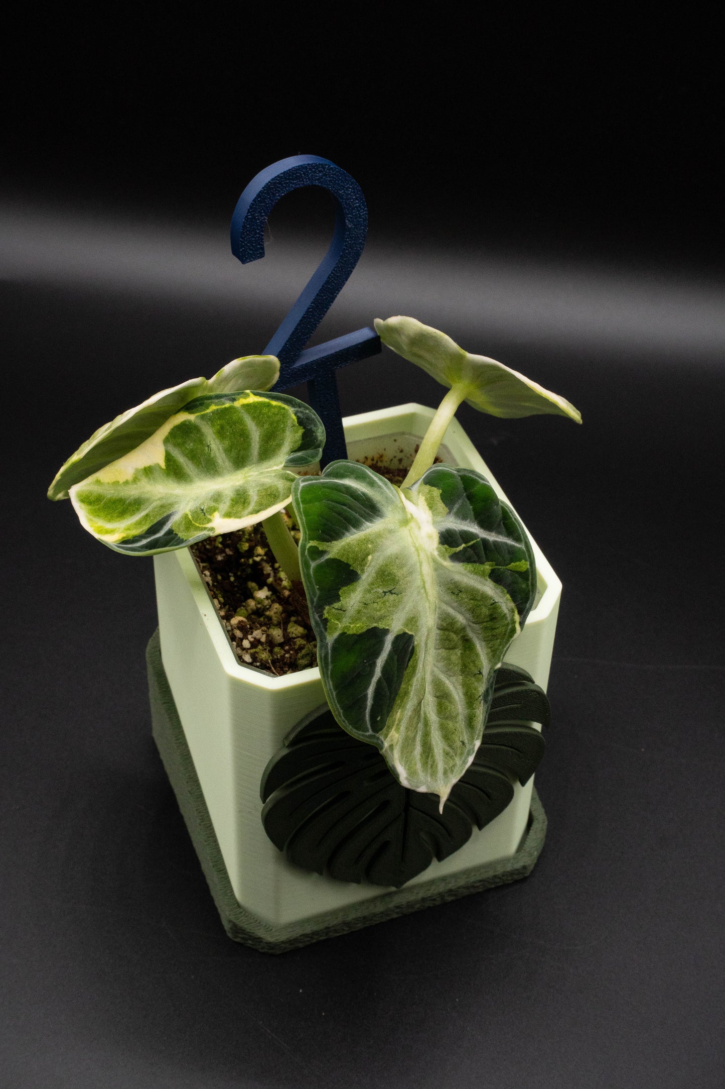 Alocasia Ninja Albo Variegata