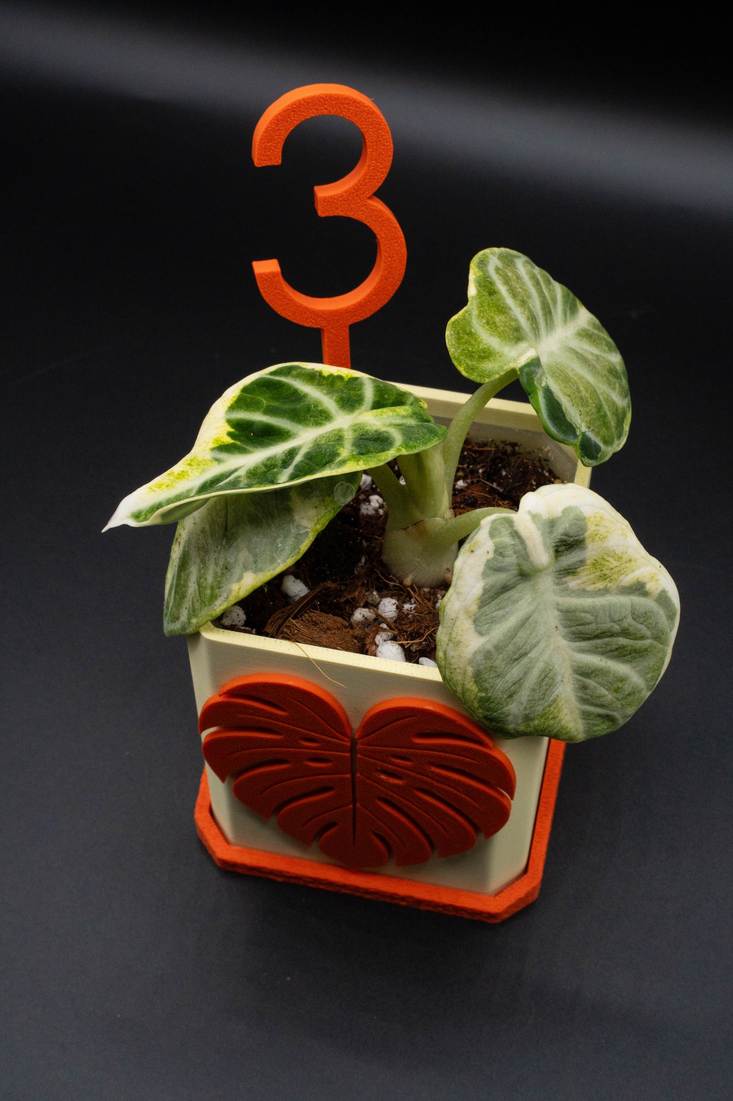 Alocasia Ninja Albo Variegata