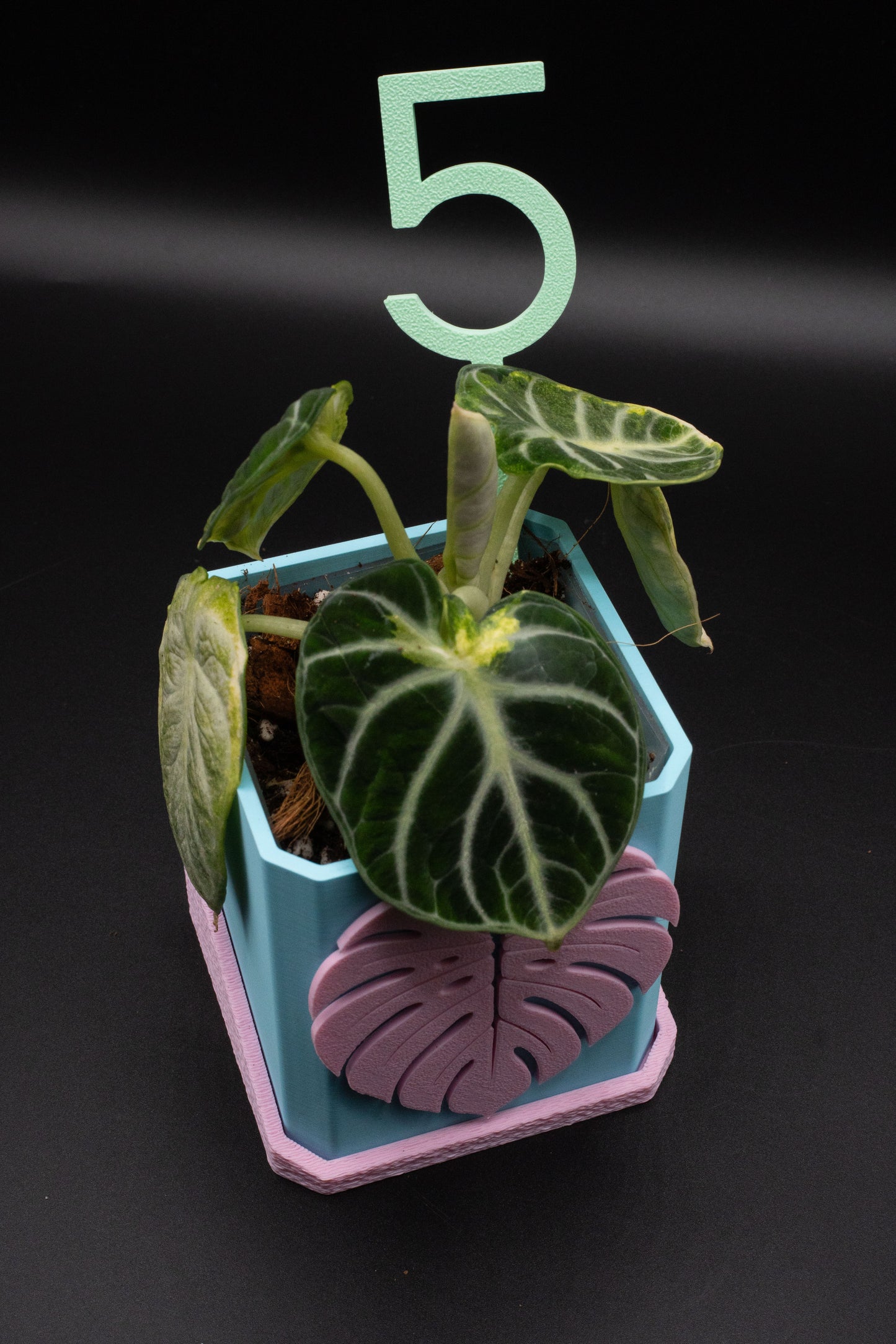 Alocasia Ninja Albo Variegata