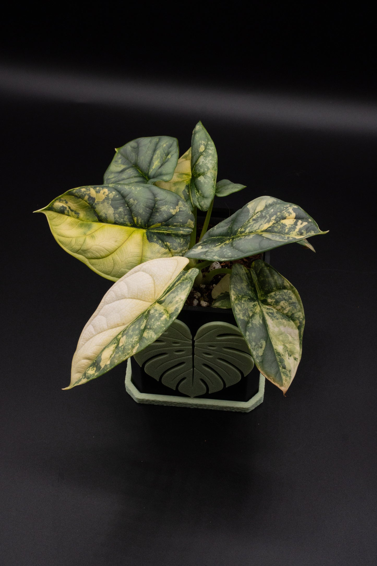 Alocasia Silver Dragon Aurea Variegata