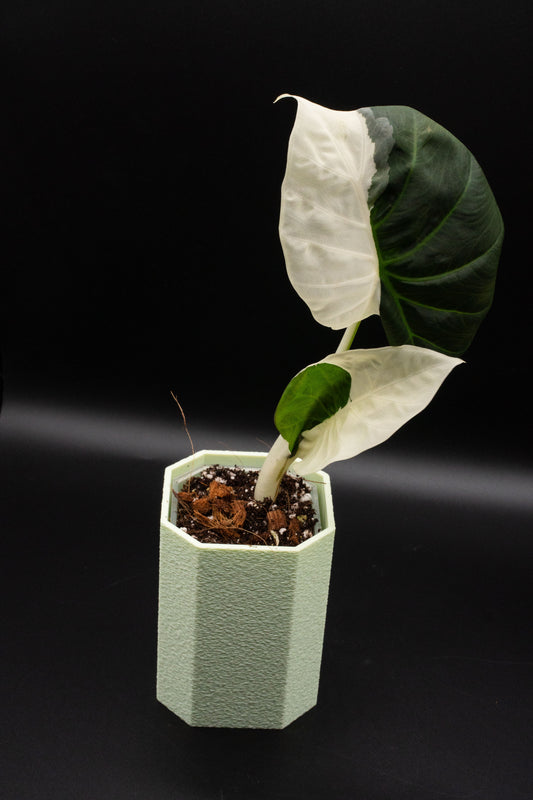 Alocasia Regal Shield Albo