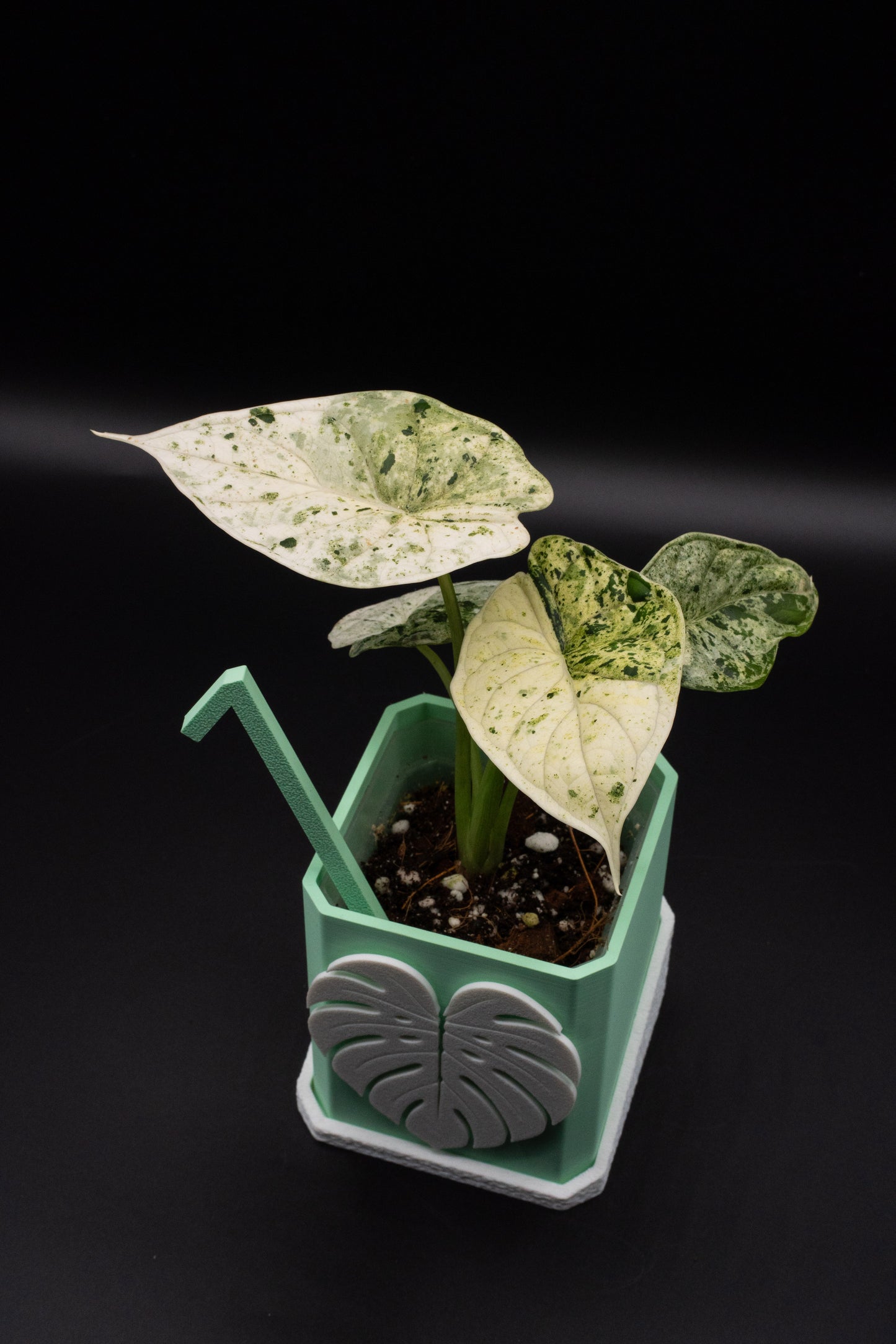 Alocasia Dragon Scale Mint