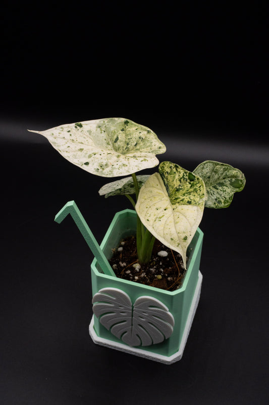 Alocasia Dragon Scale Mint