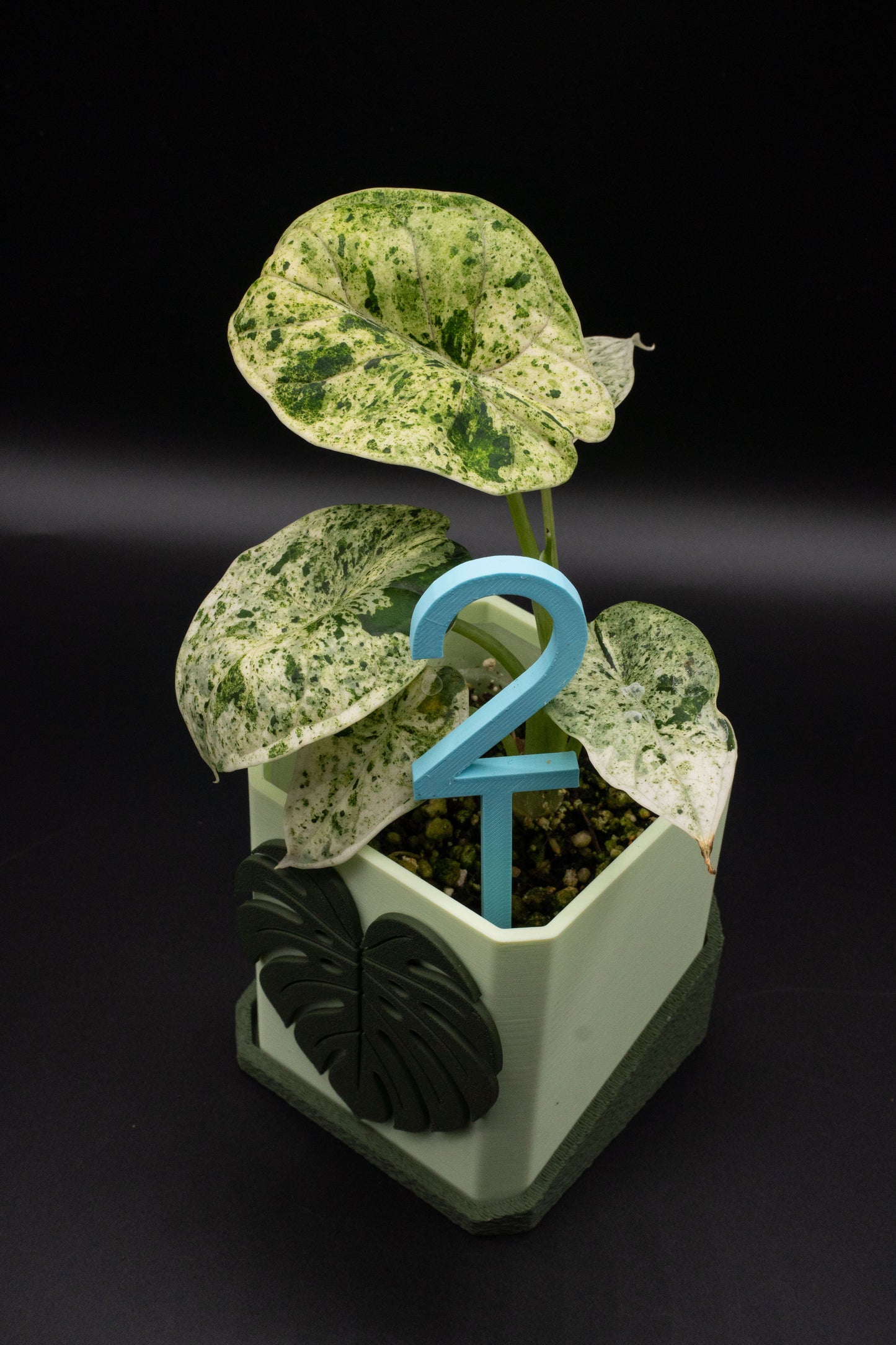Alocasia Dragon Scale Mint
