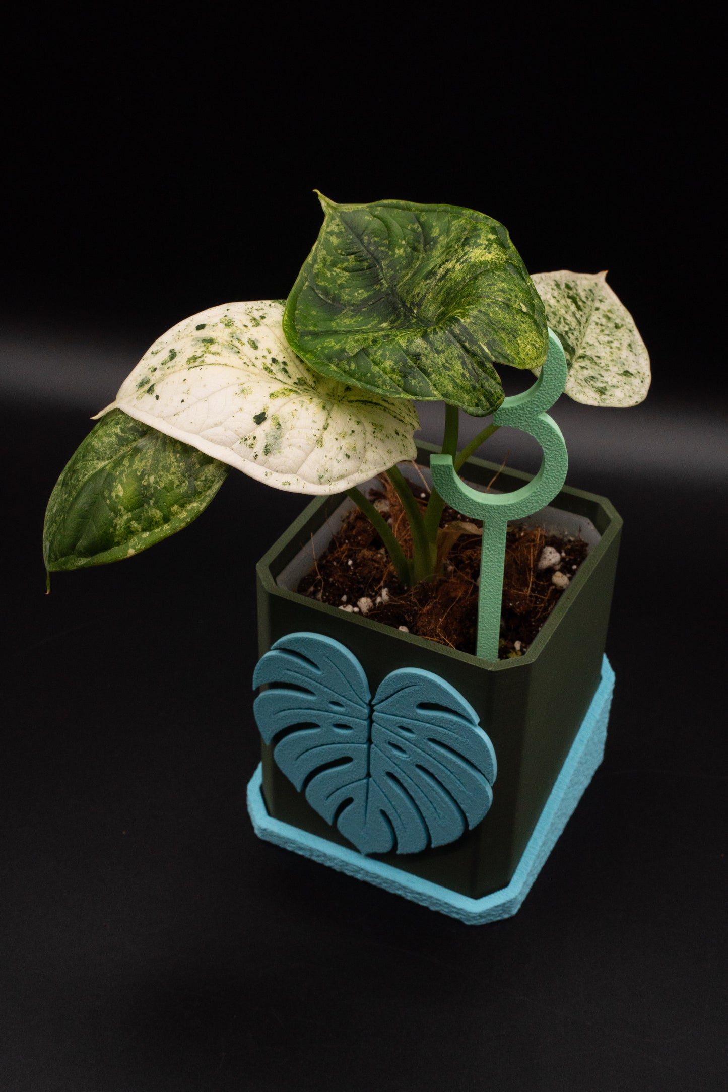 Alocasia Dragon Scale Mint
