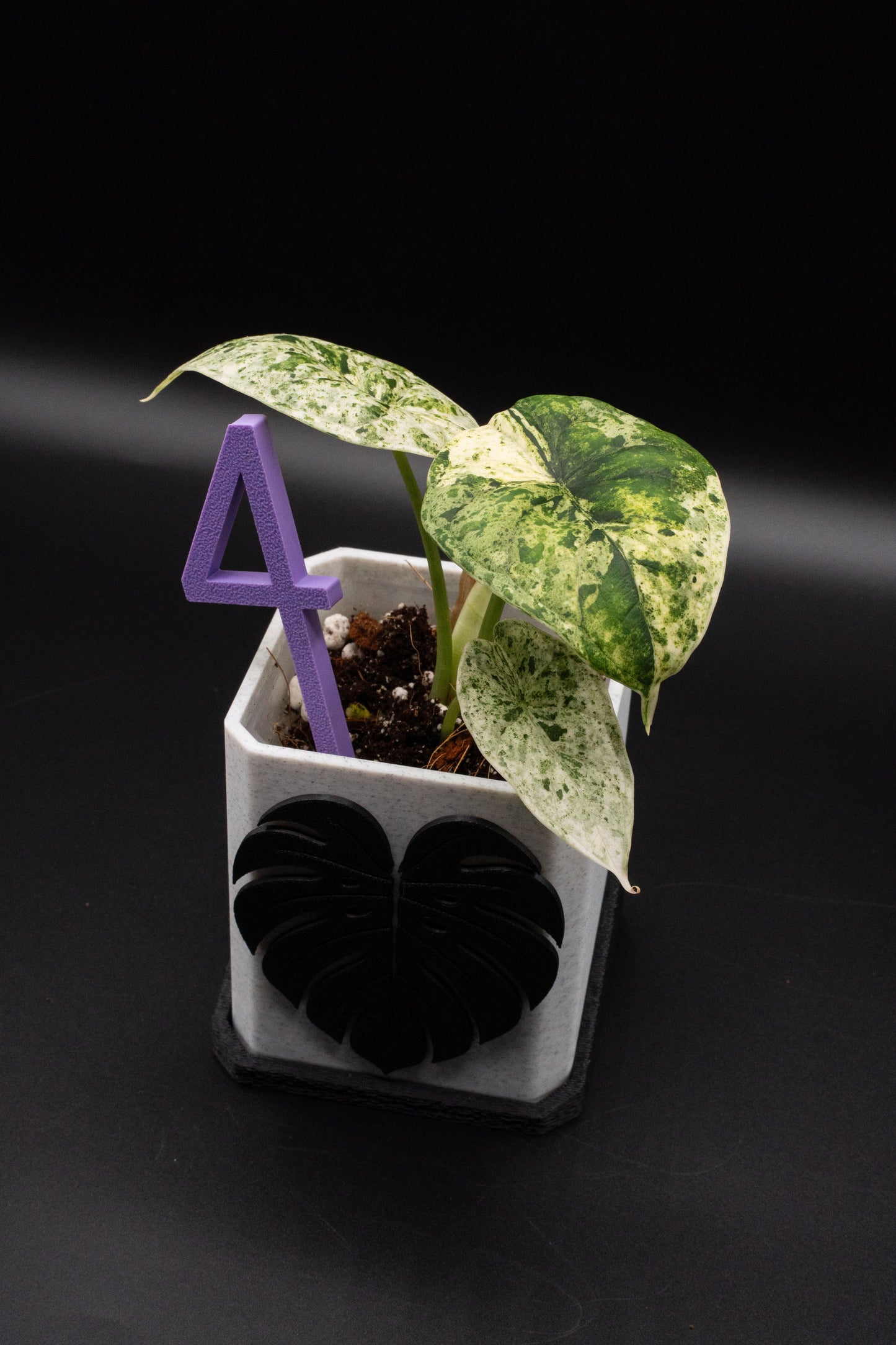 Alocasia Dragon Scale Mint