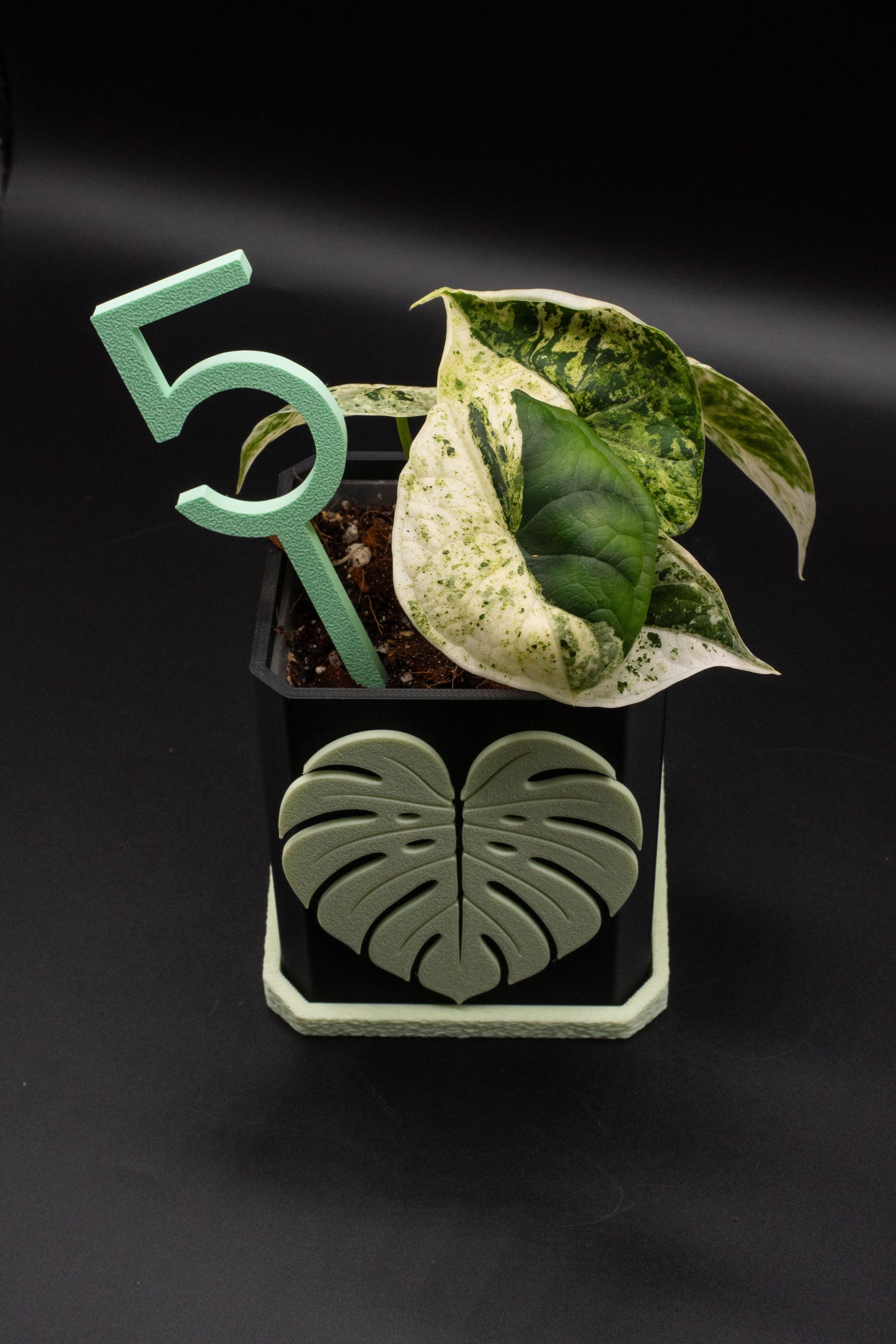 Alocasia Dragon Scale Mint