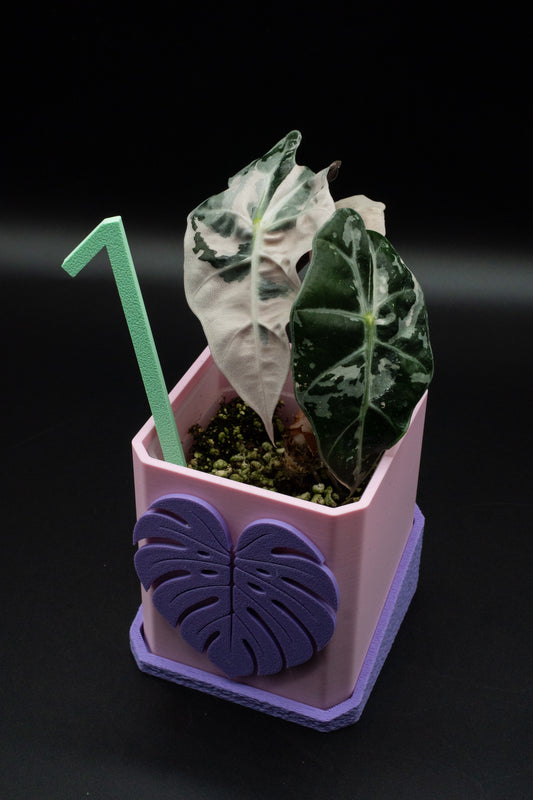 Alocasia Polly Snowflake Pink Variegata M