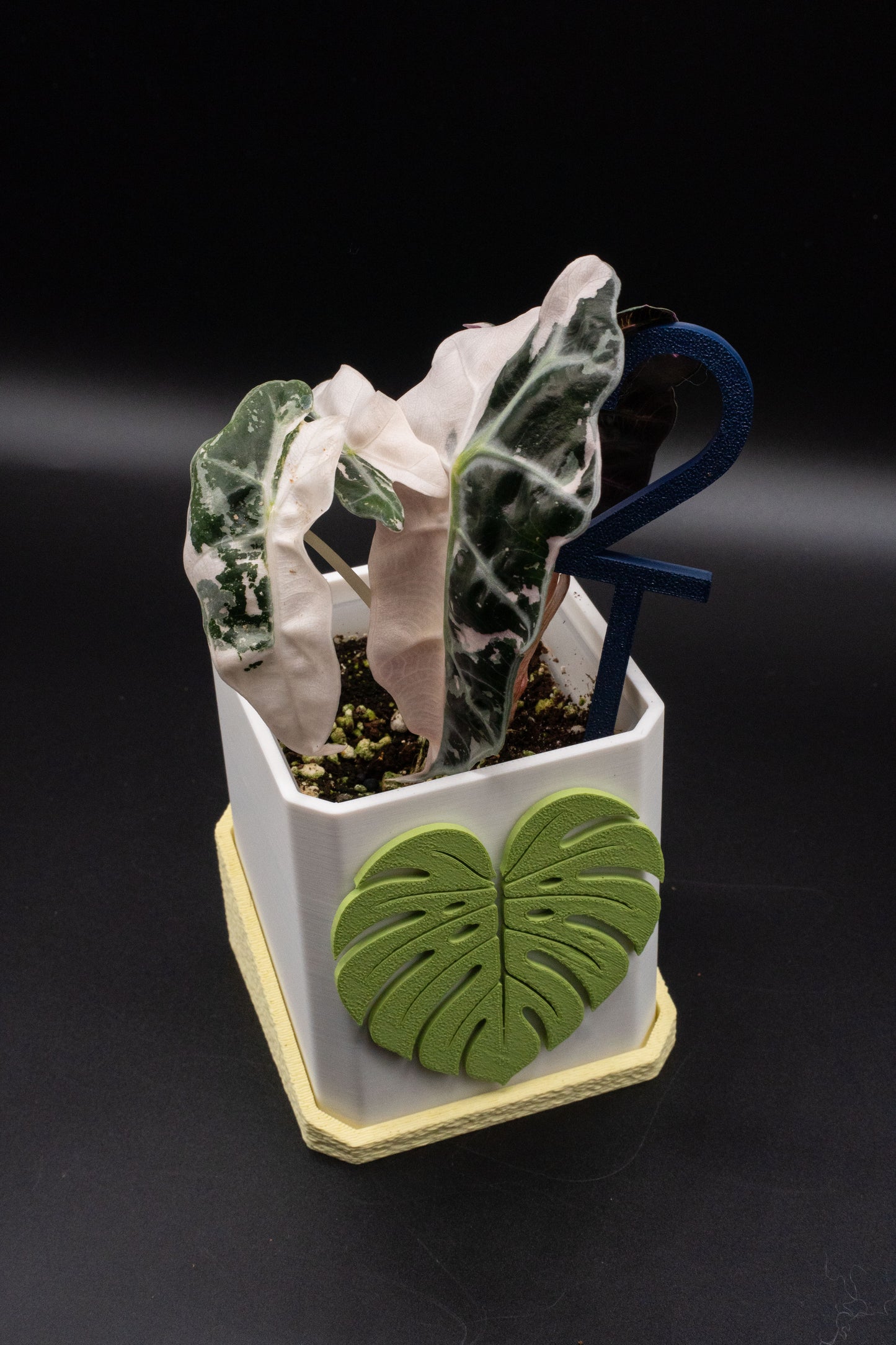 Alocasia Polly Snowflake Pink Variegata M