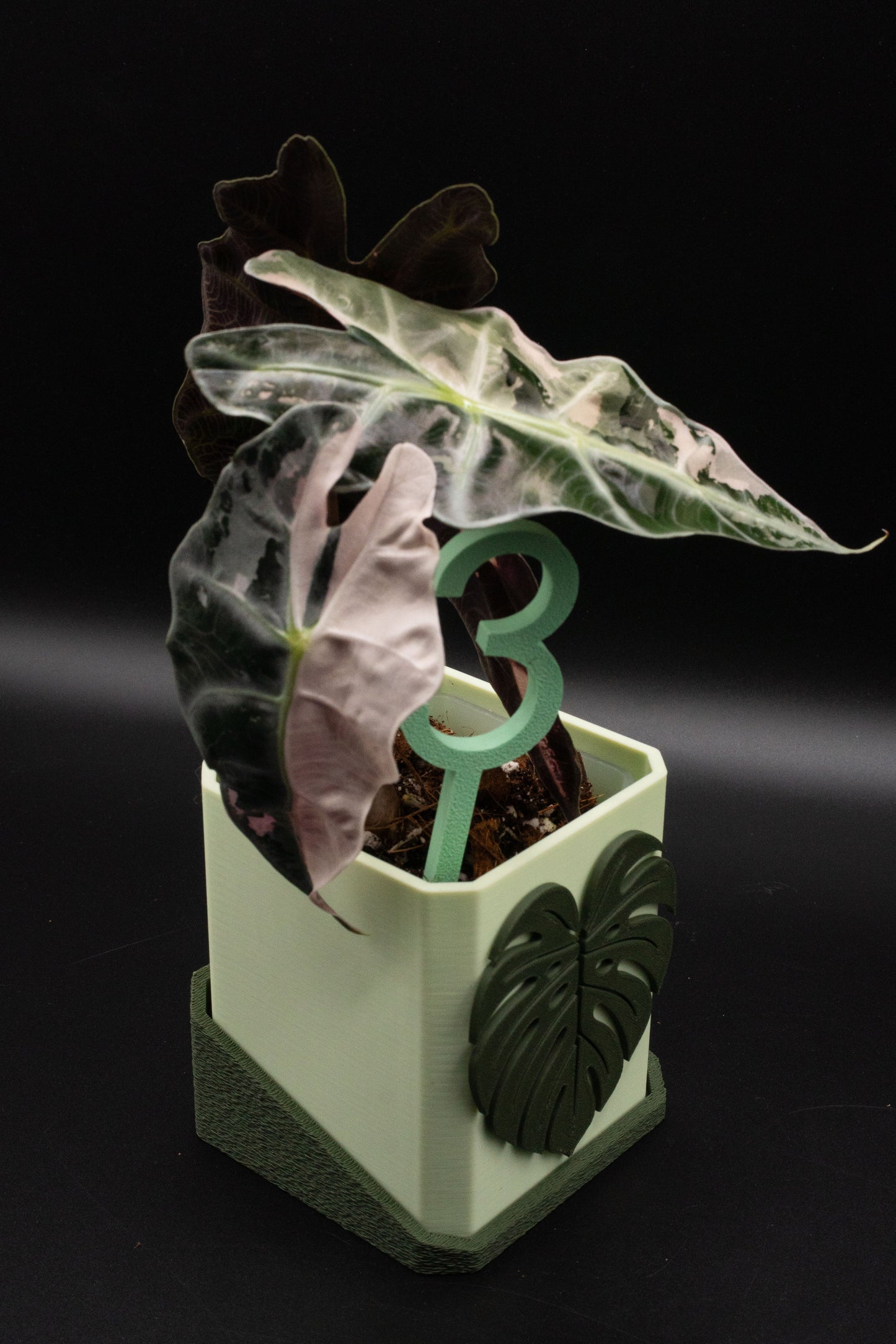Alocasia Polly Snowflake Pink Variegata M