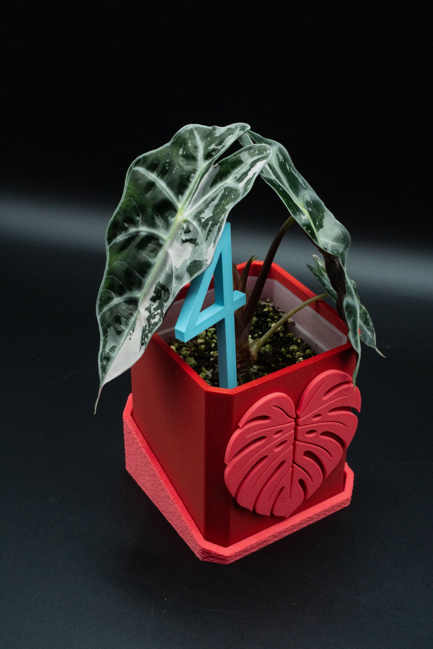 Alocasia Polly Snowflake Pink Variegata M
