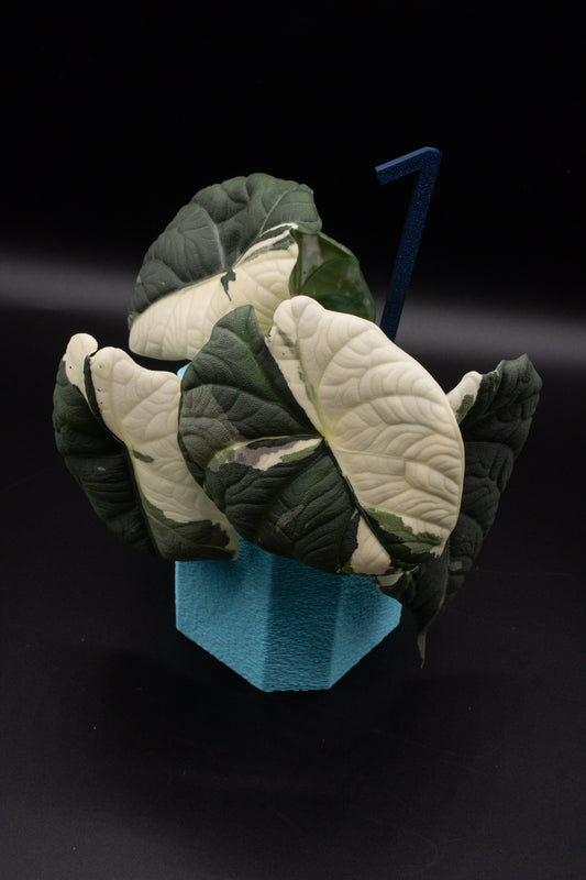 Alocasia Maharani Albo/ Pink Mutterpflanze