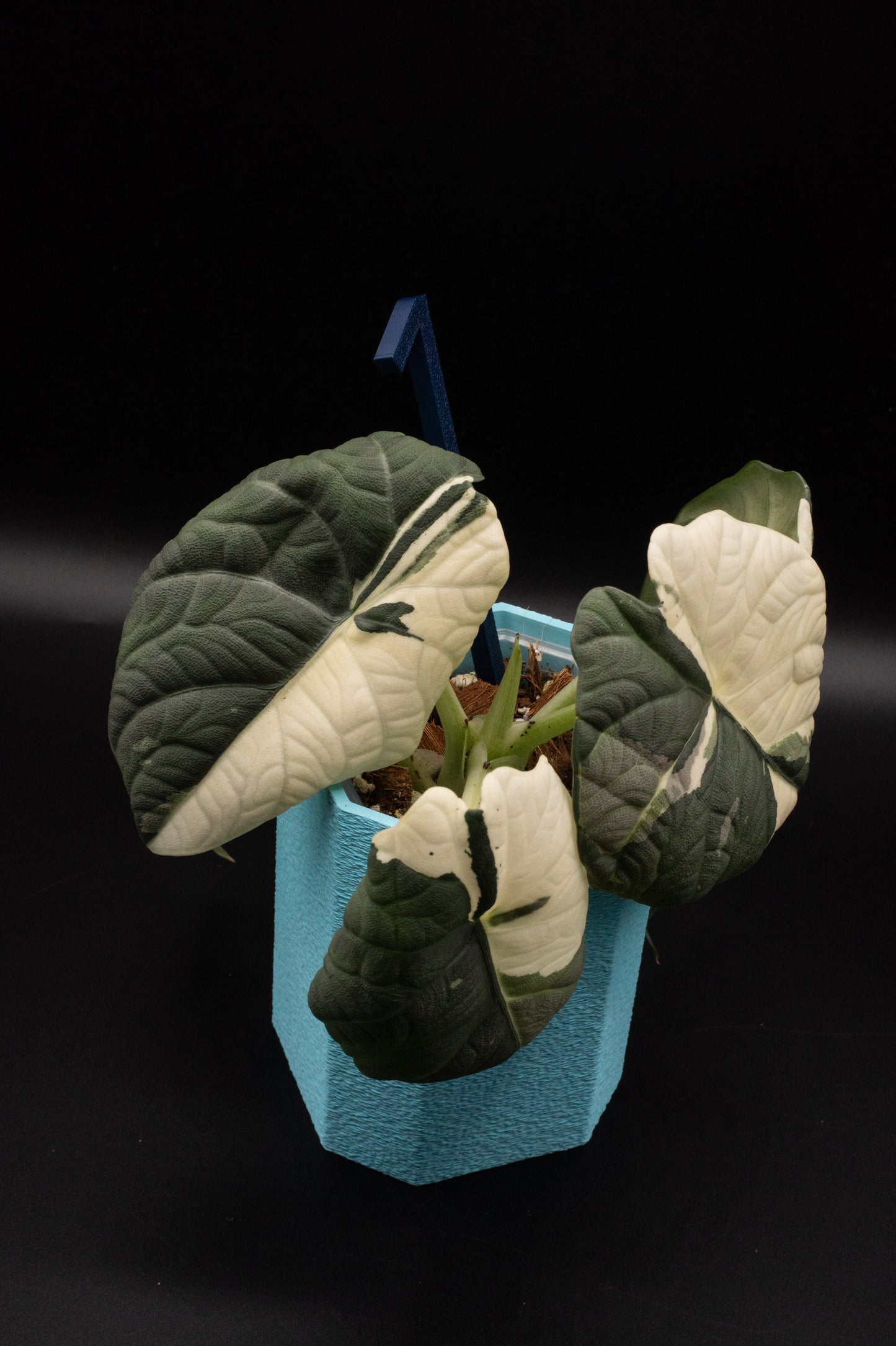 Alocasia Maharani Albo/ Pink Mutterpflanze