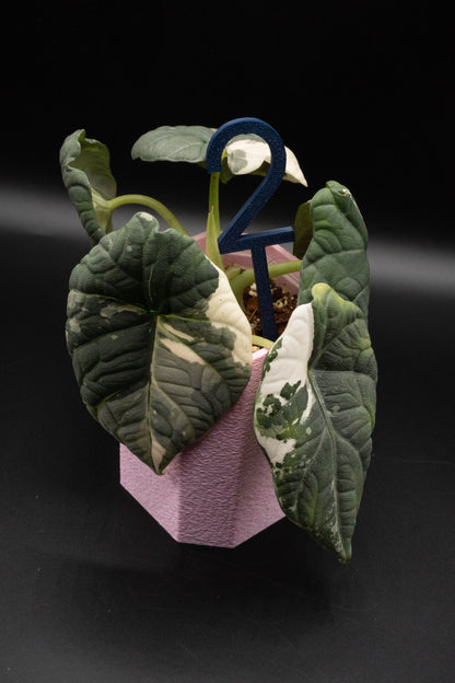 Alocasia Maharani Albo/ Pink Mutterpflanze