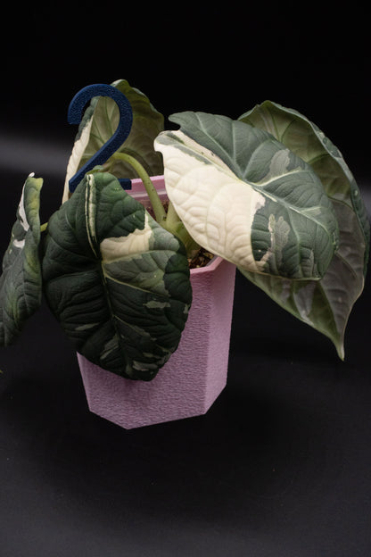 Alocasia Maharani Albo/ Pink Mutterpflanze