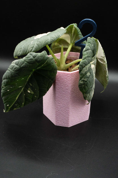Alocasia Maharani Albo/ Pink Mutterpflanze