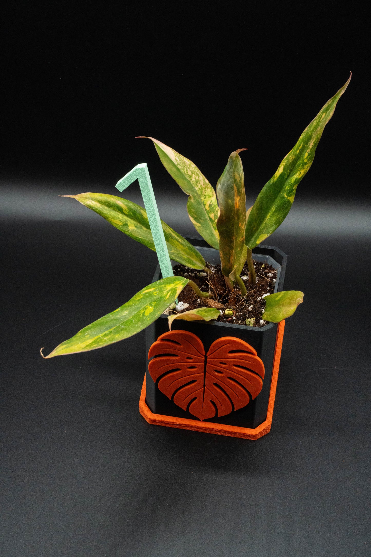 Philodendron Caramel Marble Fire Tiger Variegata