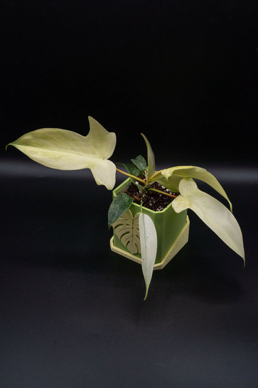 Philodendron Florida Ghost Variegata