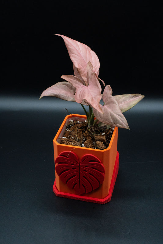 Syngonium Red Spot Tricolor