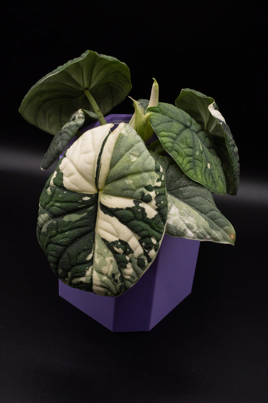 Alocasia Melo Albo Variegata Mutterpflanze