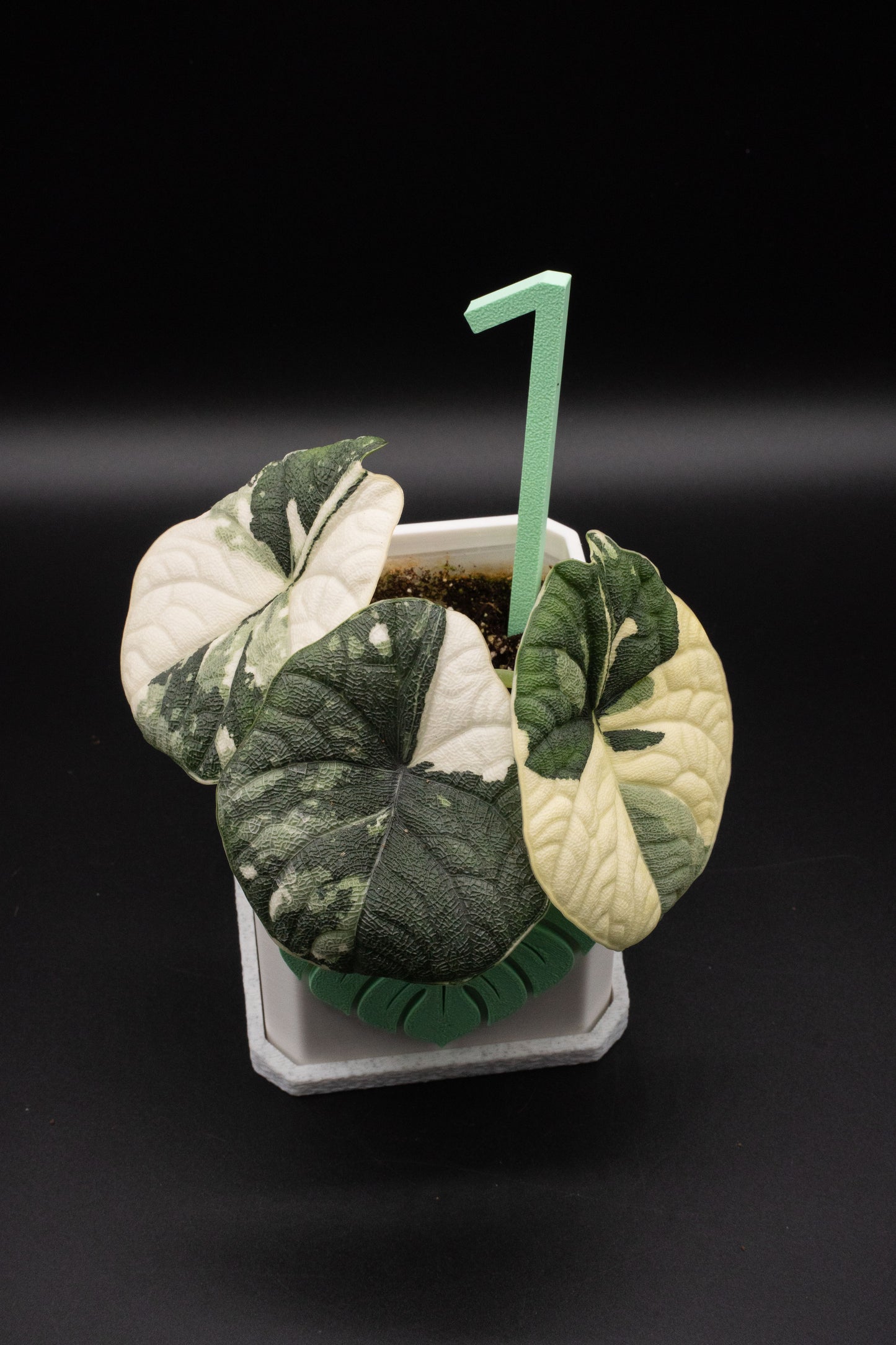 Alocasia Melo Albo Variegata