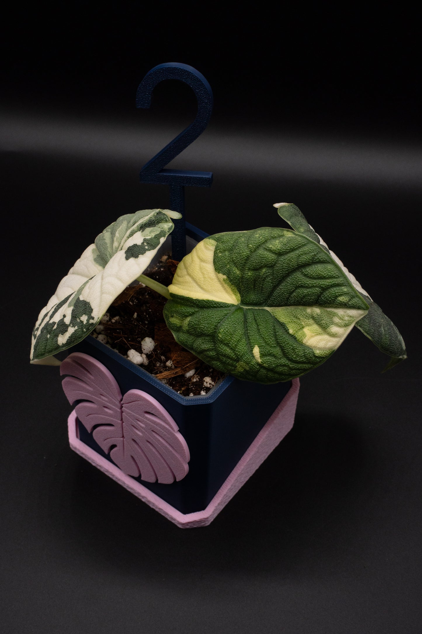 Alocasia Melo Albo Variegata