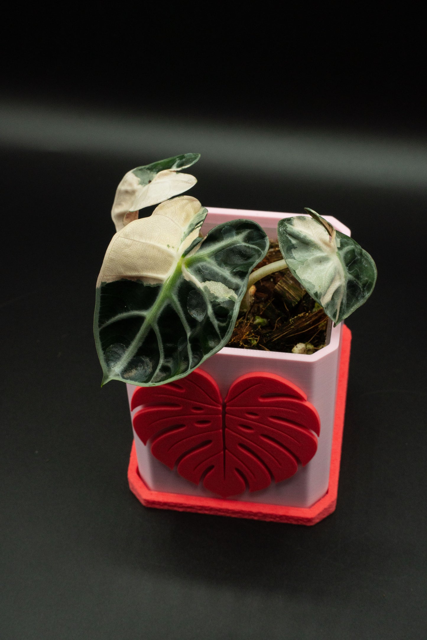 Alocasia Balloon Heart Pink