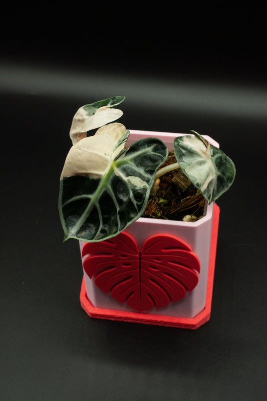 Alocasia Balloon Heart Pink