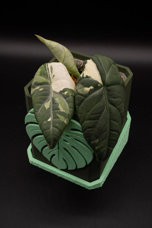Alocasia Maharani Albo/ Pink