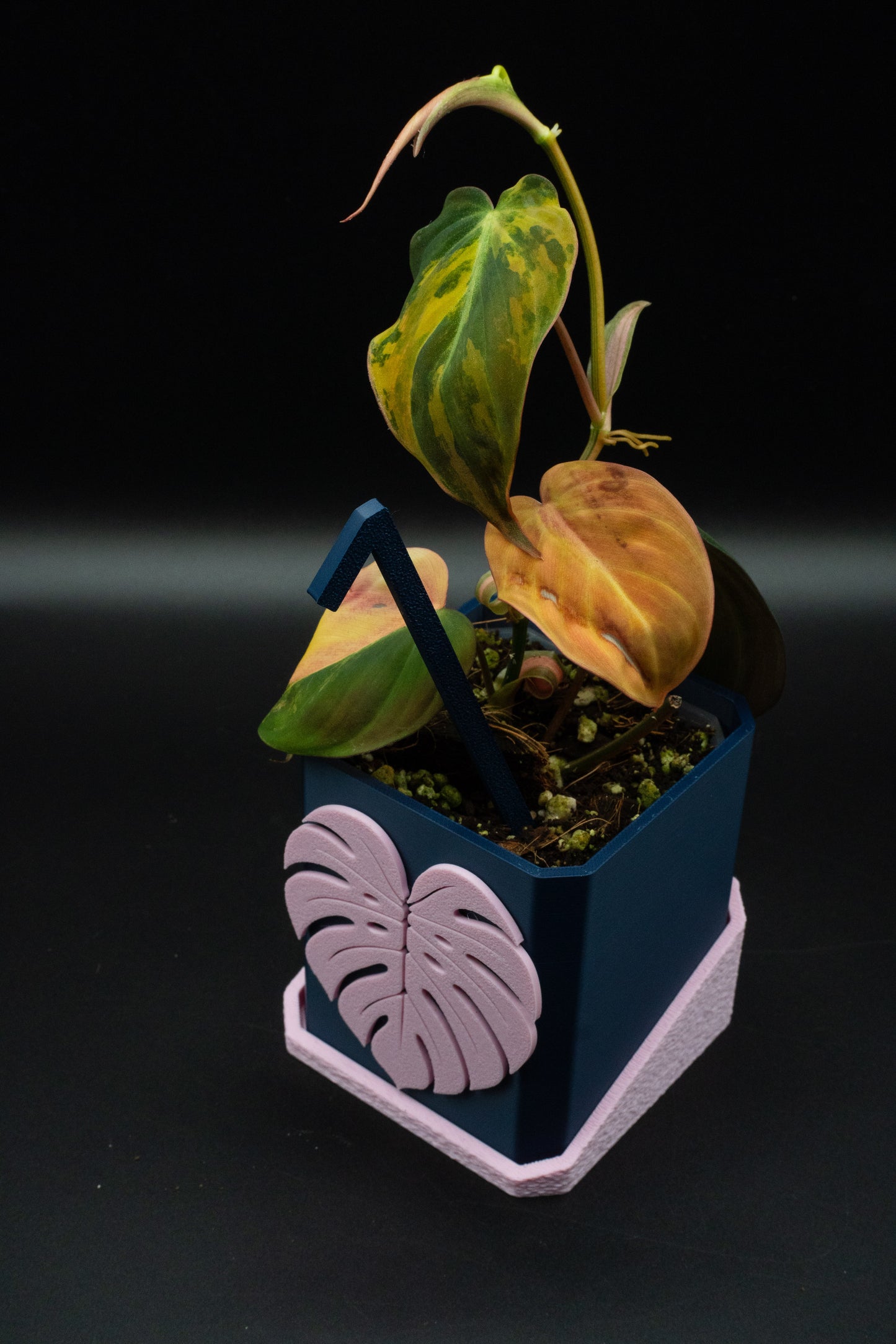 Philodendron Micans Variegata