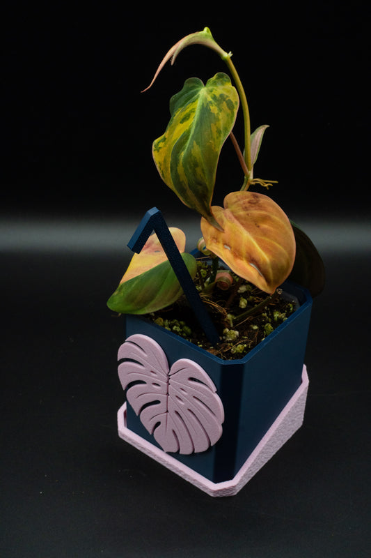 Philodendron Micans Variegata