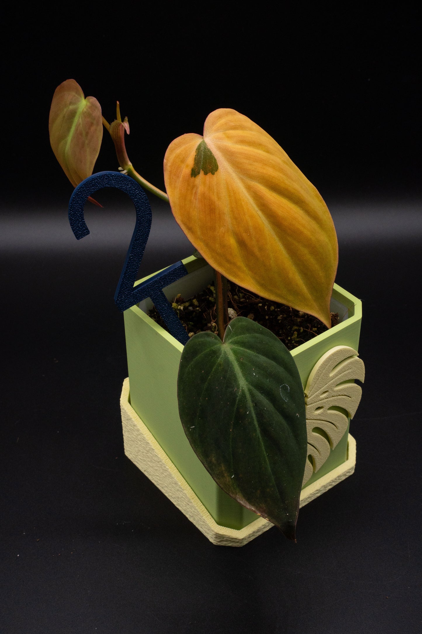 Philodendron Micans Variegata
