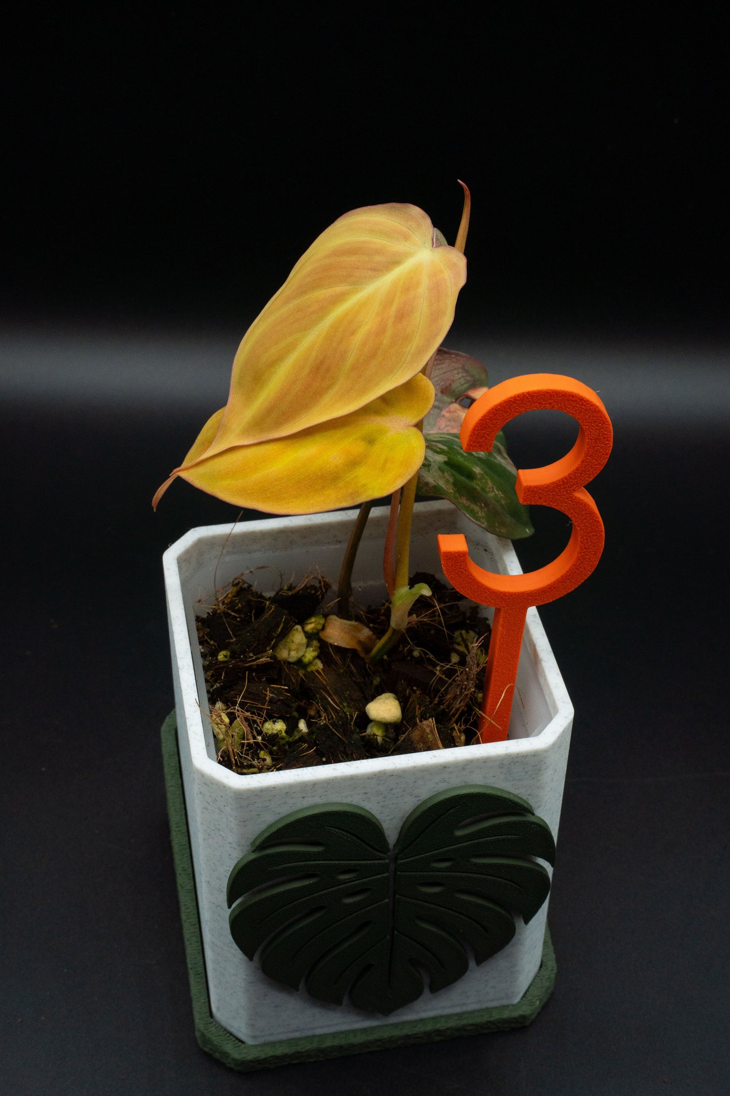 Philodendron Micans Variegata