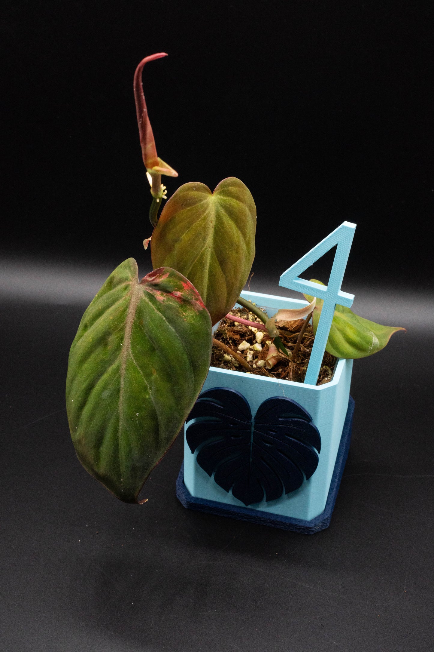 Philodendron Micans Variegata