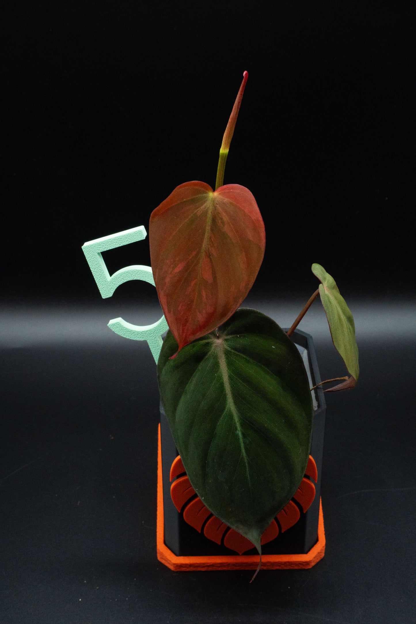 Philodendron Micans Variegata